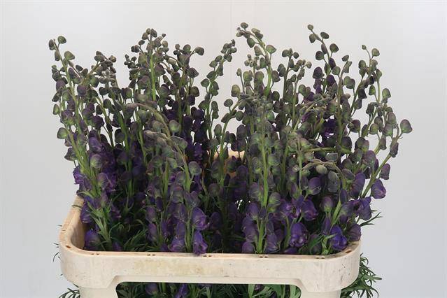 <h4>ACONITUM NAPELLUS PYRAMIDALE</h4>