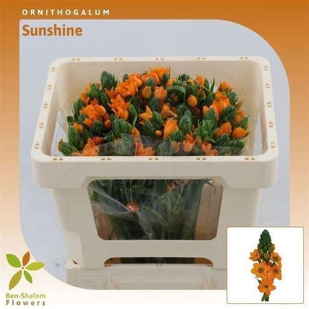 <h4>Ornit Db Sunshine</h4>