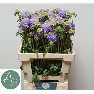 Scab Lavender Scoop
