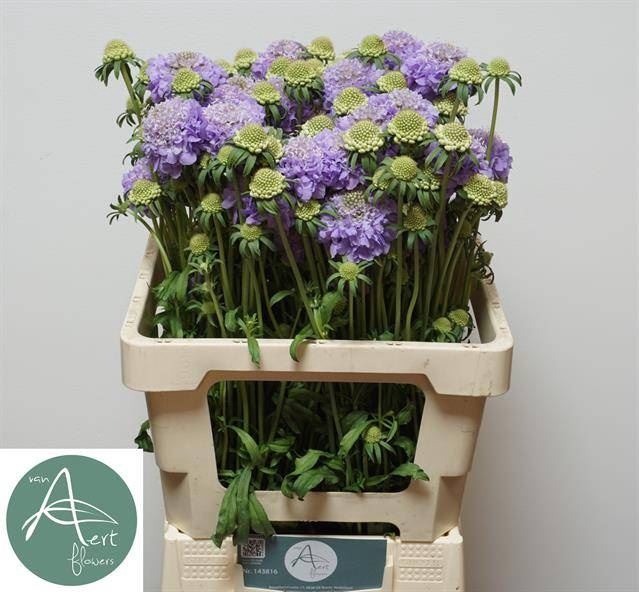 <h4>Scab Lavender Scoop</h4>