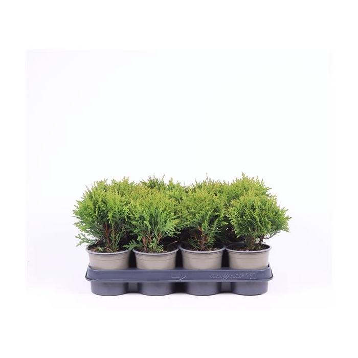 <h4>Thuja occidentalis 'Danica'</h4>
