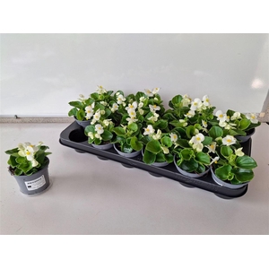 Begonia Semperflorens Grp overig