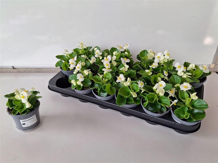 <h4>Begonia Semperflorens Grp overig</h4>