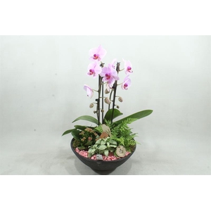 arr2 PT - Ebbi cascade roze