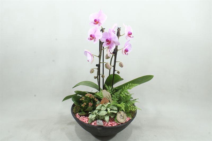 <h4>arr2 PT - Ebbi cascade roze</h4>
