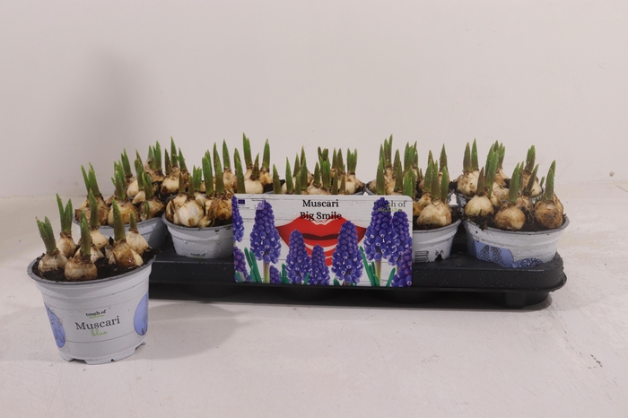 <h4>MUSCAR BIG SMILE</h4>