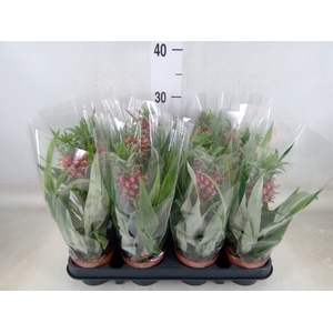 Ananas  'Rosita'