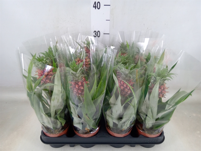 <h4>Ananas  'Rosita'</h4>
