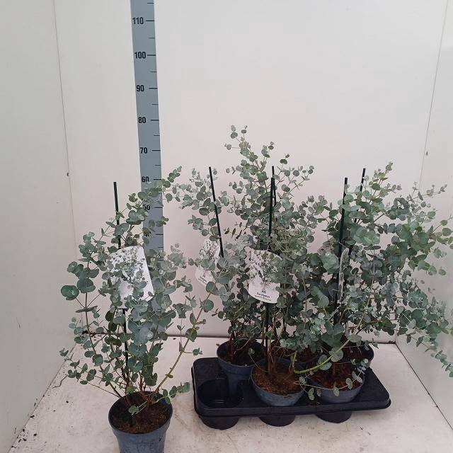 <h4>EUCALYPTUS</h4>