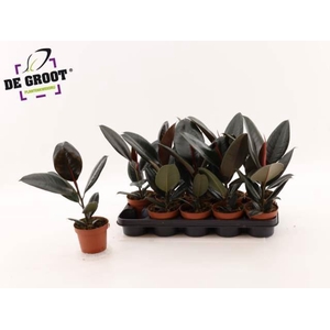 Ficus elastica 'Abidjan'