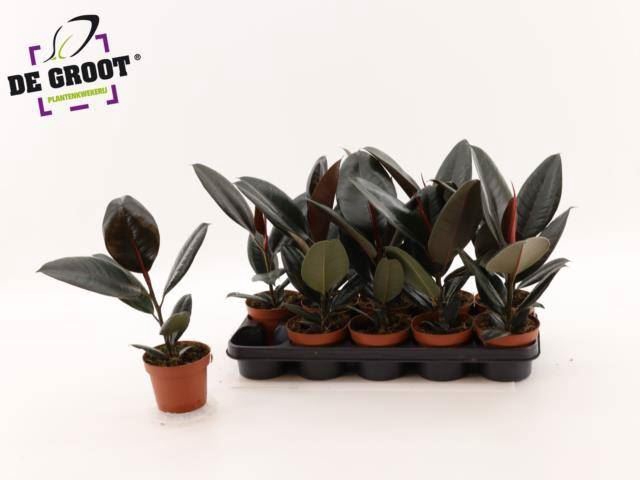 <h4>Ficus elastica 'Abidjan'</h4>