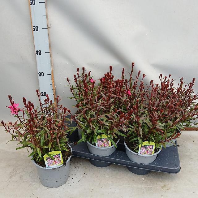 <h4>GAUR LI BE DARK PINK</h4>