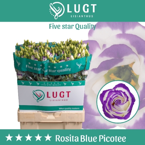 <h4>Lisianthus Rosita Blue Picotee</h4>