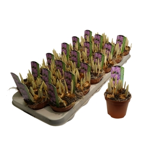 Crocus vernus 'Pickwick'