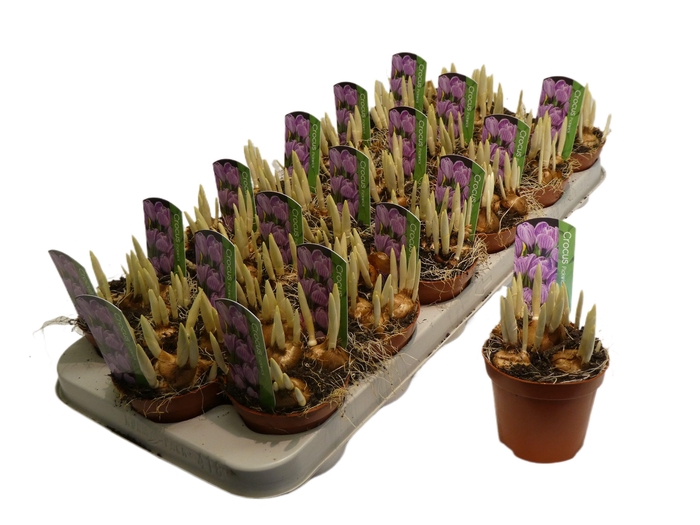 <h4>Crocus vernus 'Pickwick'</h4>