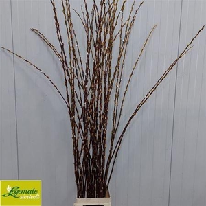 Salix Magical Silver