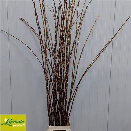 <h4>Salix Magical Silver</h4>