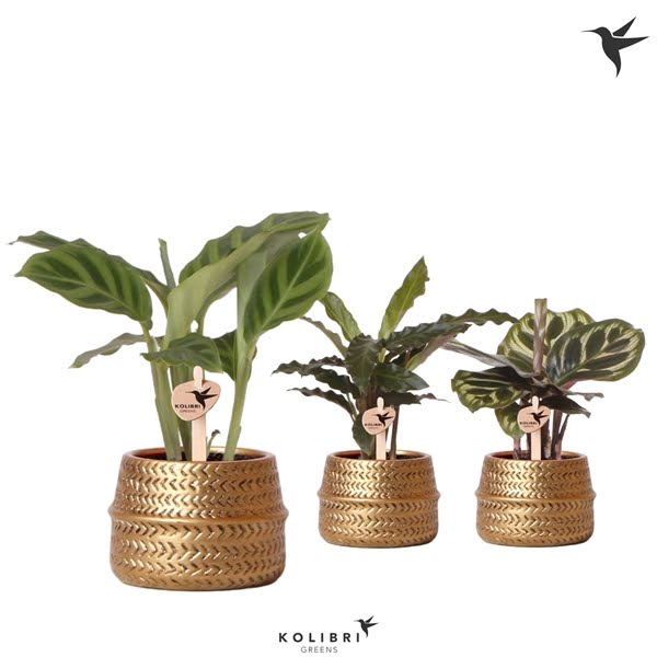 <h4>Kolibri Greens Calathea mix in Groove pot gold</h4>