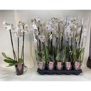 .Phalaenopsis anthura inverness