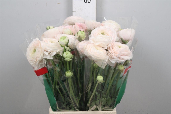 <h4>Ran Real Paris</h4>