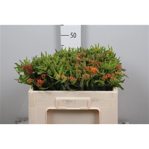 Ascl Tuberosa