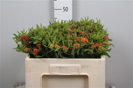 <h4>Ascl Tuberosa</h4>