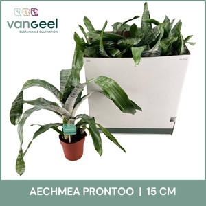 AECH FAS PRONTOO