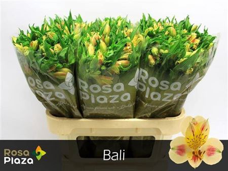 <h4>Alstr Bali 85gr</h4>