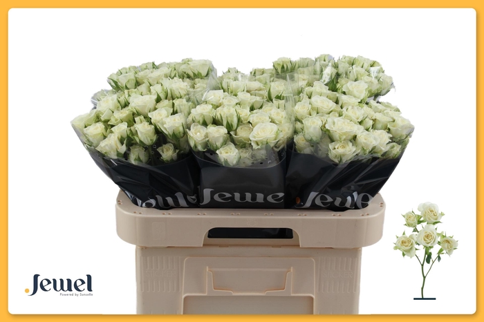 <h4>R TR SNOWFLAKE Water</h4>