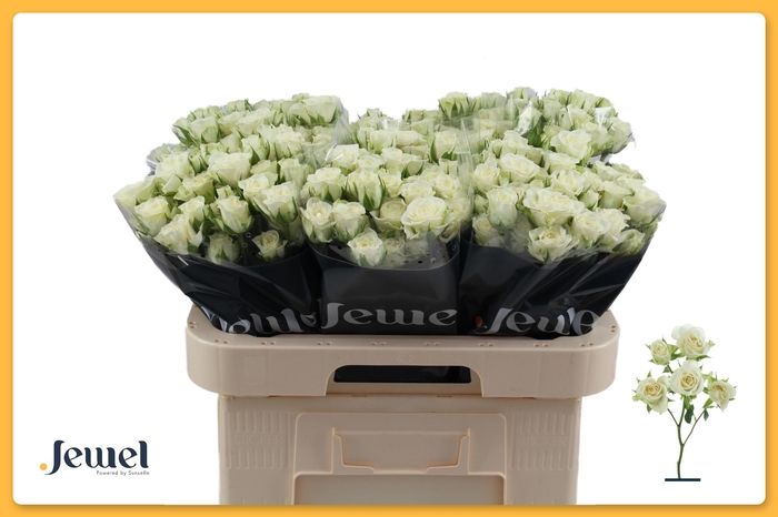 <h4>R TR SNOWFLAKE Water</h4>