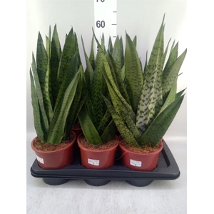 Sansevieria zeylanica