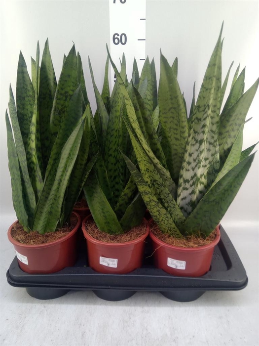 <h4>Sansevieria zeylanica</h4>