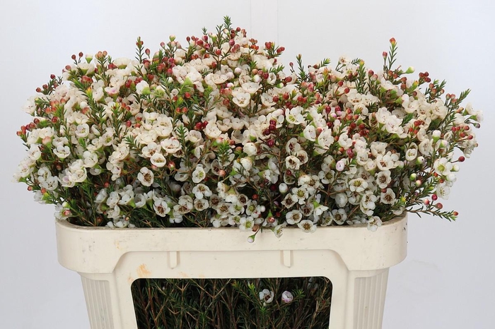 <h4>Chamelaucium Moonlight Delight</h4>