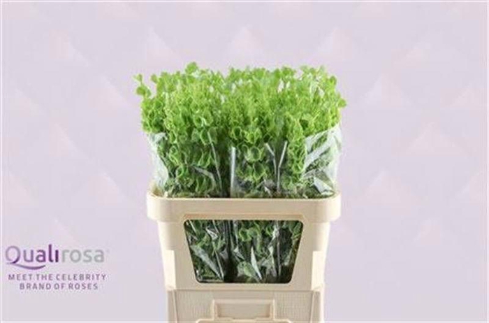 <h4>Moluccella Qualirosa</h4>