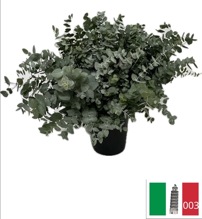 EUC CINEREA PB