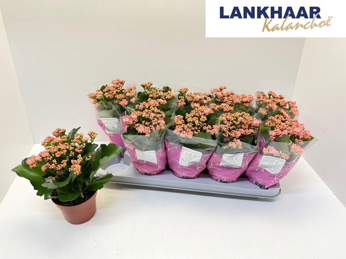 <h4>KAL GE PERFECTA PINK</h4>