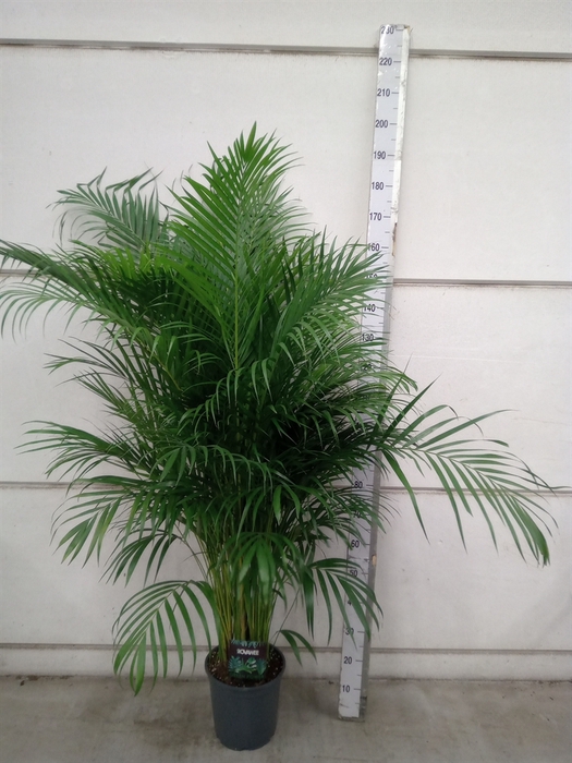 <h4>Dypsis lutescens   ...Chrysalidoca</h4>