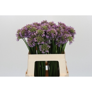 Allium Senescens