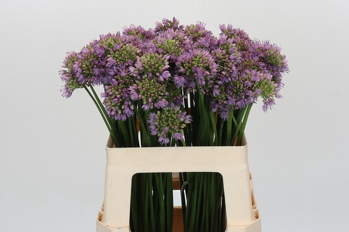 <h4>Allium Senescens</h4>
