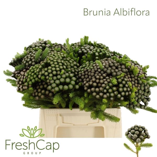 <h4>Brun Albiflora</h4>