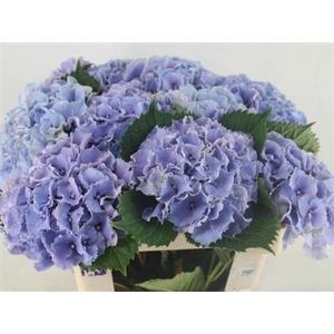 Hydr M Roy Sunset Bl 60 Cm