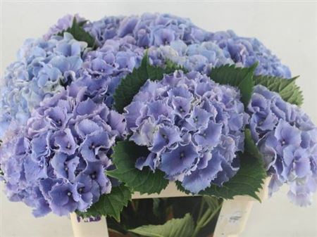 <h4>Hydr M Roy Sunset Bl 60 Cm</h4>