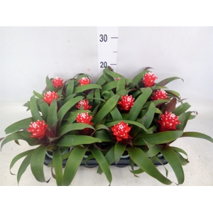 Guzmania  'Priscilla'