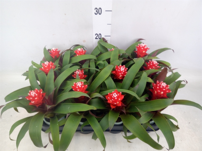 <h4>Guzmania  'Priscilla'</h4>