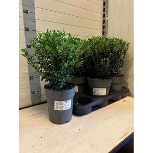 ILEX CR LUXUS GLOBE