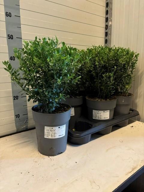 <h4>ILEX CR LUXUS GLOBE</h4>