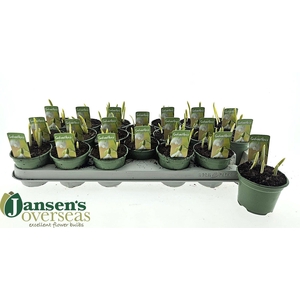 GALANTHUS NIV IN POT