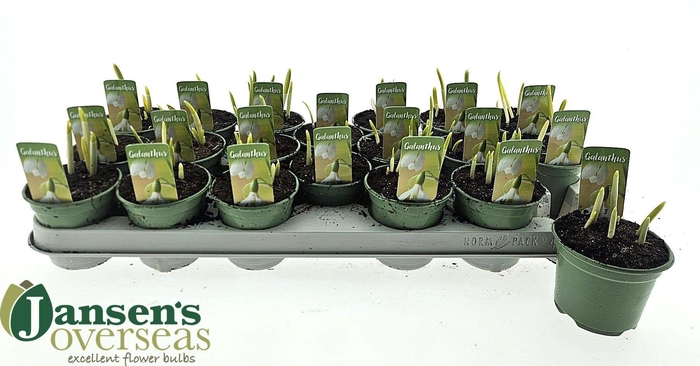 <h4>GALANTHUS NIV IN POT</h4>