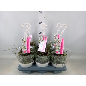 Ceropegia woodii 'Silver Glory'