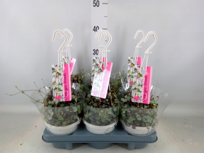 <h4>Ceropegia woodii 'Silver Glory'</h4>